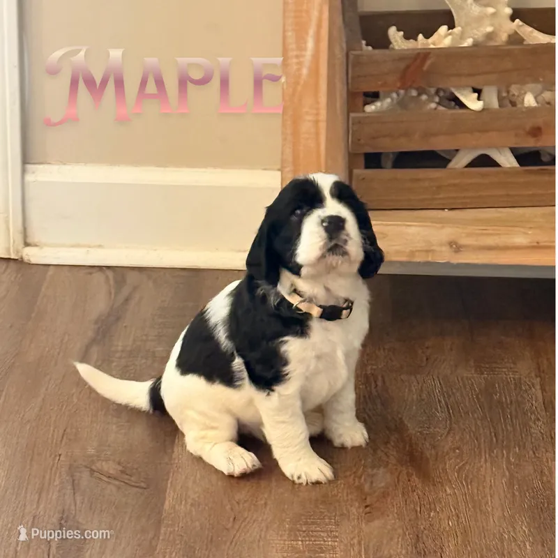 Maple – English Springer Spaniel puppy for sale in Lexington, SC