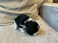 Nessa, a female English Springer Spaniel for sale in Lexington, SC – 6 of 6