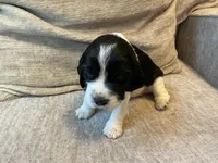 Nessa, a female English Springer Spaniel for sale in Lexington, SC – 5 of 6