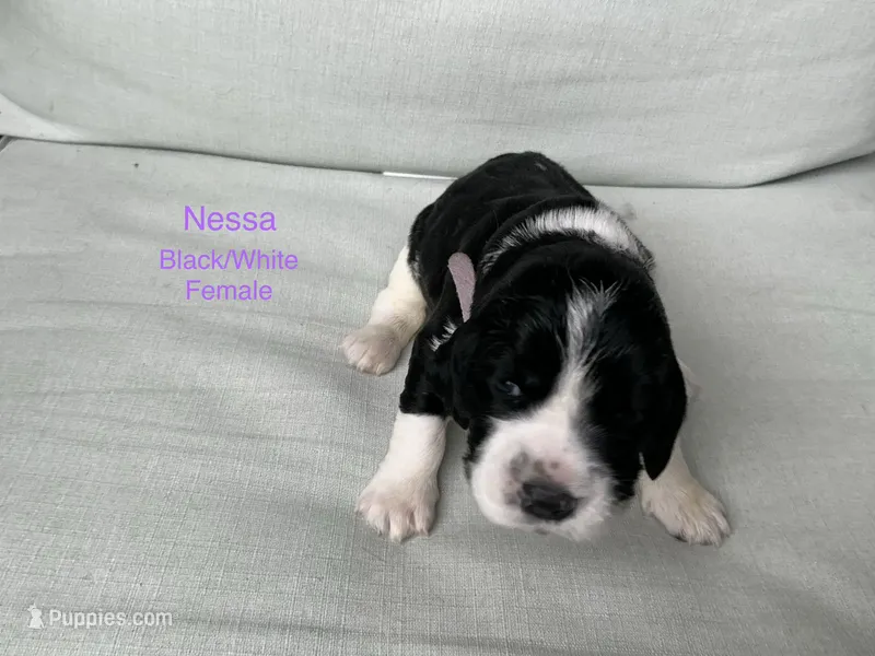 Nessa – English Springer Spaniel puppy for sale in Lexington, SC