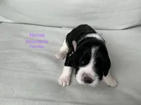 Nessa, a female English Springer Spaniel for sale in Lexington, SC – 1 of 6