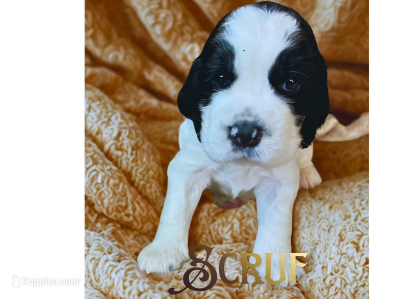 Scruf – English Springer Spaniel puppy for sale in Lexington, SC