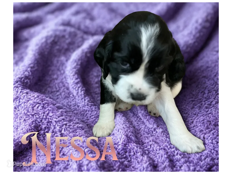 Nessa – English Springer Spaniel puppy for sale in Lexington, SC