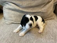 Maple, a female English Springer Spaniel for sale in Lexington, SC – 3 of 4