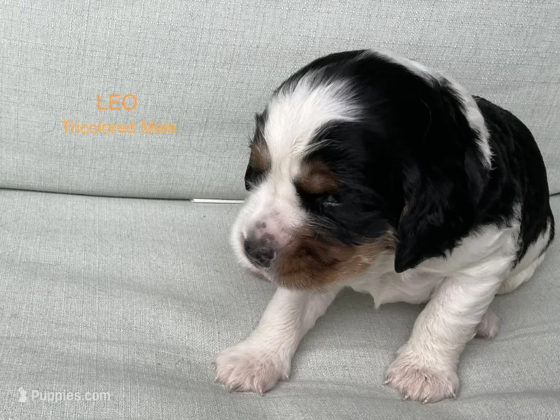 Leo – English Springer Spaniel puppy for sale in Lexington, SC