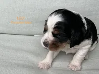 Leo, a male English Springer Spaniel for sale in Lexington, SC – 1 of 4