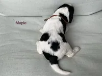 Maple, a female English Springer Spaniel for sale in Lexington, SC – 2 of 4