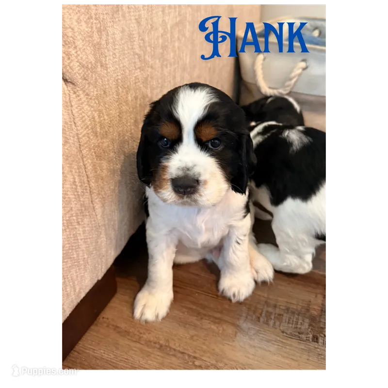 Hank – English Springer Spaniel puppy for sale in Lexington, SC
