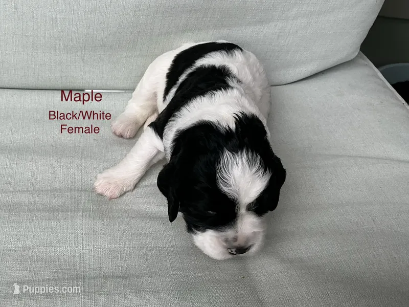 Maple – English Springer Spaniel puppy for sale in Lexington, SC