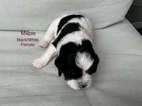 Maple, a female English Springer Spaniel for sale in Lexington, SC – 1 of 4