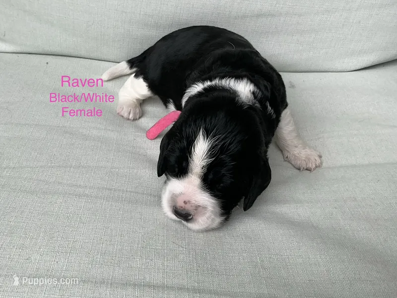 Raven – English Springer Spaniel puppy for sale in Lexington, SC