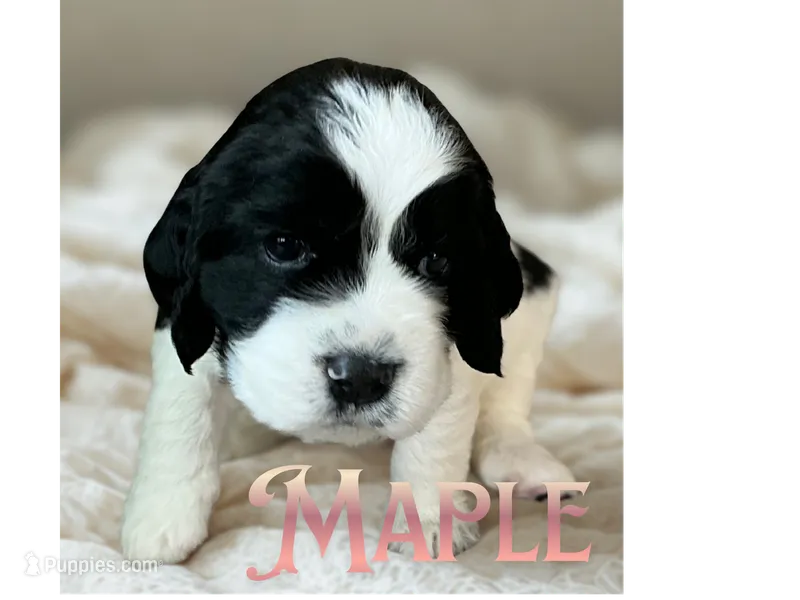 Maple – English Springer Spaniel puppy for sale in Lexington, SC