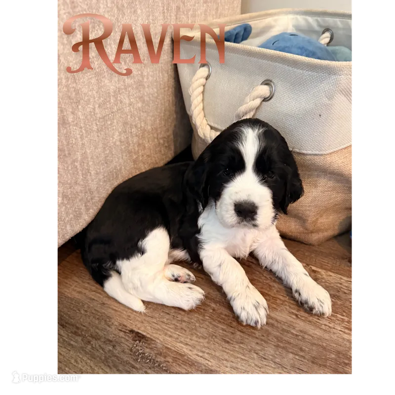 Raven – English Springer Spaniel puppy for sale in Lexington, SC