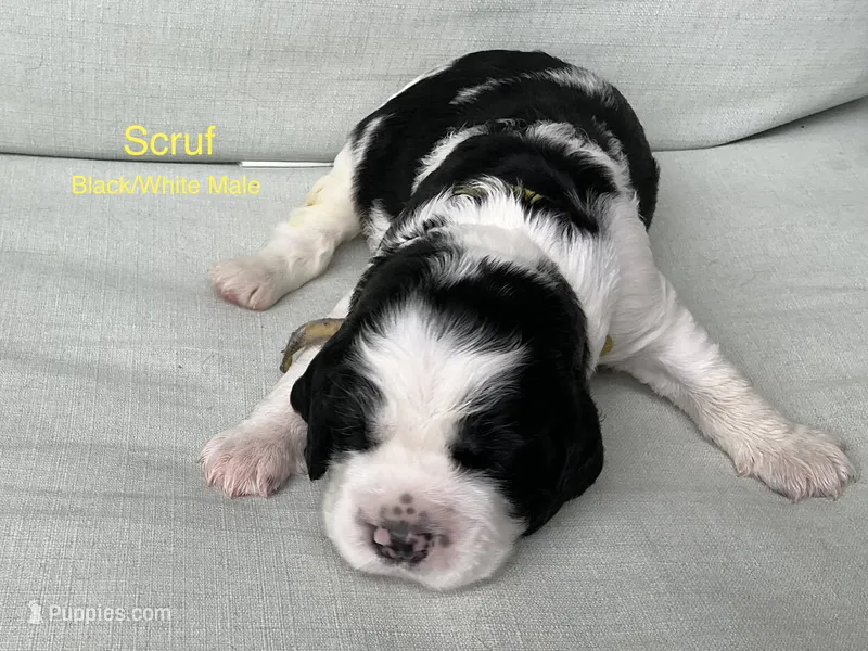 Scruf – English Springer Spaniel puppy for sale in Lexington, SC