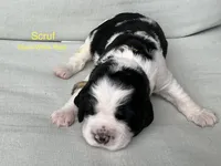 Scruf, a male English Springer Spaniel for sale in Lexington, SC – 1 of 4