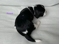Nessa, a female English Springer Spaniel for sale in Lexington, SC – 2 of 6
