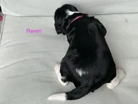 Raven, a female English Springer Spaniel for sale in Lexington, SC – 2 of 5