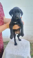Yellow collar , a female Boxer and Labrador Retriever for sale in Mount Crawford, VA – 2 of 5