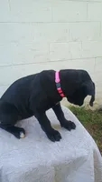 Pink collar , a female Boxer and Labrador Retriever for sale in Mount Crawford, VA – 3 of 4
