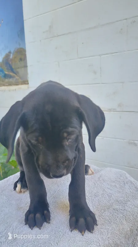 Pink collar  – Boxer, Labrador Retriever puppy for sale in Mount Crawford, VA