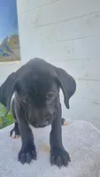 Pink collar , a female Boxer and Labrador Retriever for sale in Mount Crawford, VA – 1 of 4