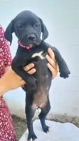 Pink collar , a female Boxer and Labrador Retriever for sale in Mount Crawford, VA – 2 of 4