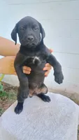 Royal blue collar , a male Boxer and Labrador Retriever for sale in Mount Crawford, VA – 3 of 5