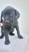 Royal blue collar , a male Boxer and Labrador Retriever for sale in Mount Crawford, VA – 5 of 5