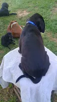 Royal blue collar , a male Boxer and Labrador Retriever for sale in Mount Crawford, VA – 2 of 5