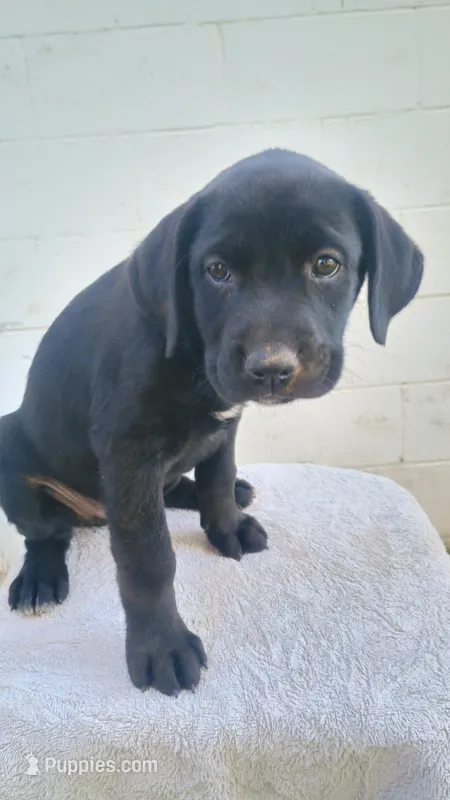 Yellow collar  – Boxer, Labrador Retriever puppy for sale in Mount Crawford, VA