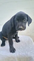 Yellow collar , a female Boxer and Labrador Retriever for sale in Mount Crawford, VA – 1 of 5