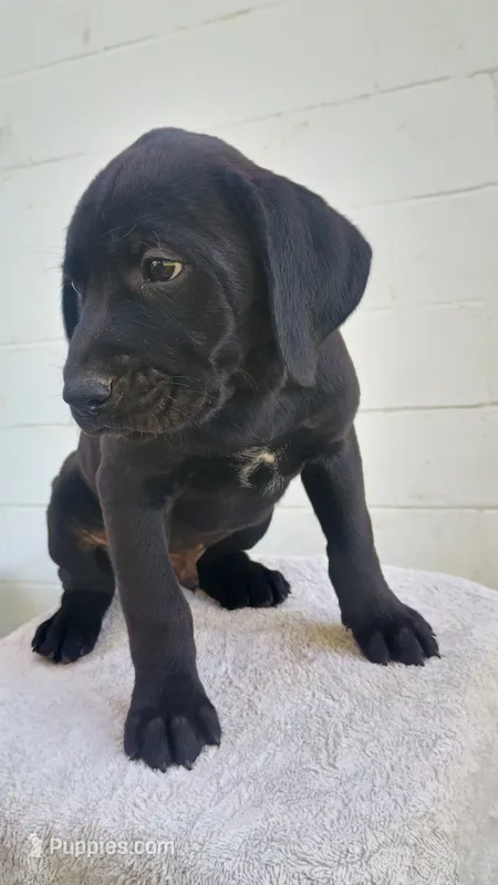 Royal blue collar  – Boxer, Labrador Retriever puppy for sale in Mount Crawford, VA