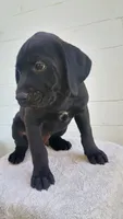 Royal blue collar , a male Boxer and Labrador Retriever for sale in Mount Crawford, VA – 1 of 5