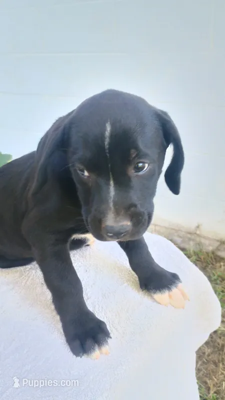 Red collar  – Boxer, Labrador Retriever puppy for sale in Mount Crawford, VA