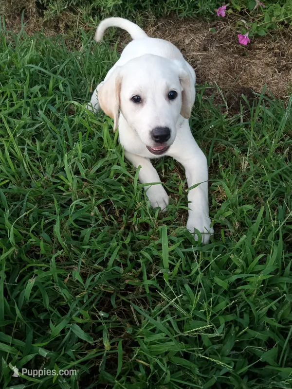 Lexi  – Labrador Retriever puppy for sale in Loogootee, IN