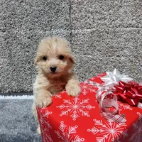 Leo, a male Pomapoo for sale in Loogootee, IN – 3 of 4
