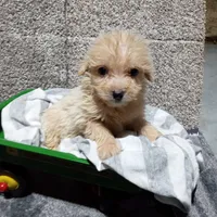 Leo, a male Pomapoo for sale in Loogootee, IN – 4 of 4