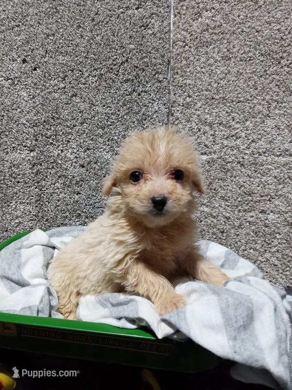 Leo – Pomapoo puppy for sale in Loogootee, IN