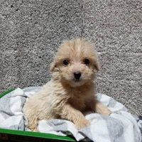 Leo, a male Pomapoo for sale in Loogootee, IN – 1 of 4