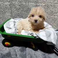 Leo, a male Pomapoo for sale in Loogootee, IN – 2 of 4