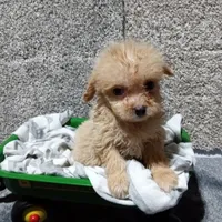 Milo, a male Pomapoo for sale in Loogootee, IN – 2 of 4