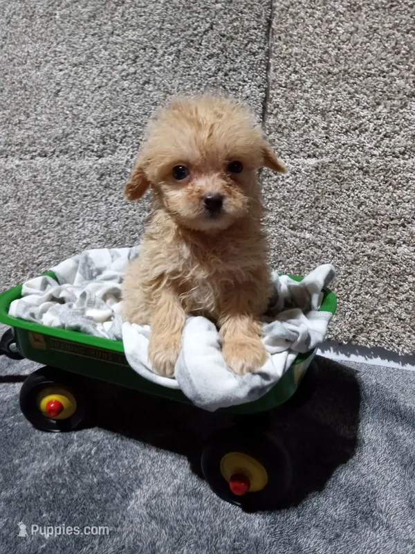 Milo – Pomapoo puppy for sale in Loogootee, IN