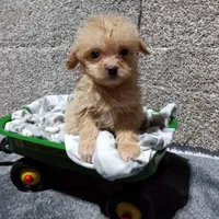 Milo, a male Pomapoo for sale in Loogootee, IN – 1 of 4