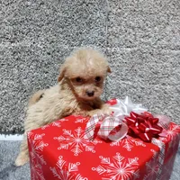 Milo, a male Pomapoo for sale in Loogootee, IN – 4 of 4