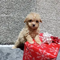 Milo, a male Pomapoo for sale in Loogootee, IN – 3 of 4