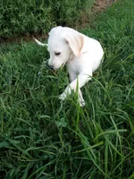 Lexi , a female Labrador Retriever for sale in Loogootee, IN – 2 of 2