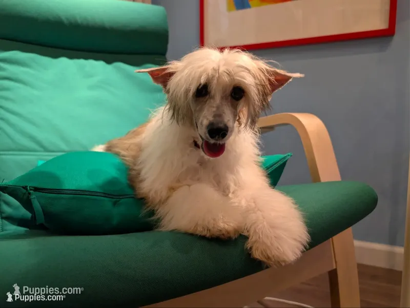 DaoDog Neo Choosen – Chinese Crested puppy for sale in Highland Park, MI