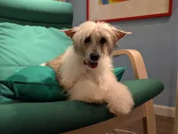 DaoDog Neo Choosen, a male Chinese Crested for sale in Highland Park, MI – 3 of 5