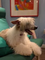 DaoDog Neo Choosen, a male Chinese Crested for sale in Highland Park, MI – 4 of 5