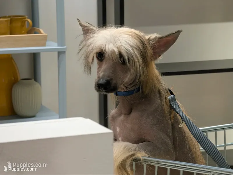 DaoDog Negroni New Tase – Chinese Crested puppy for sale in Highland Park, MI